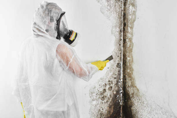 Best Fast Mold Removal  in Pauls Valley, OK