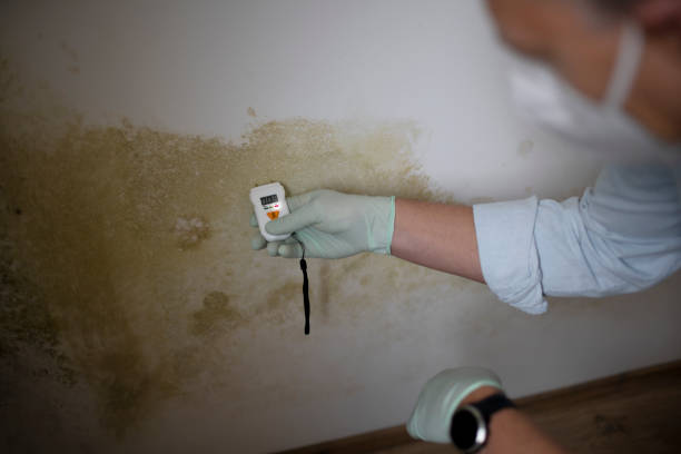 Pauls Valley, OK Mold Removal Company