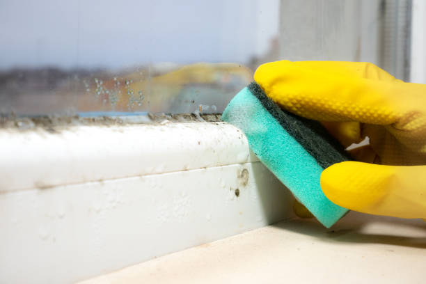 Best Black Mold Removal  in Pauls Valley, OK
