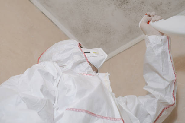 Best Attic Mold Removal  in Pauls Valley, OK