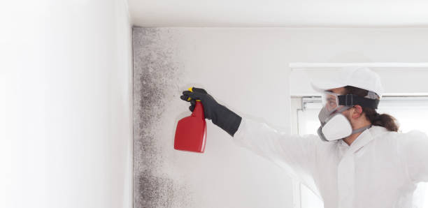 Best Mold Damage Repair  in Pauls Valley, OK