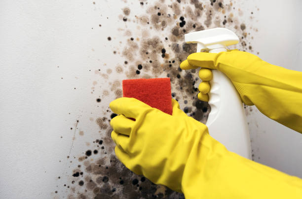 Best Mold Cleaning Services  in Pauls Valley, OK