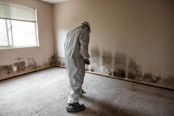 Best Toxic Mold Removal  in Pauls Valley, OK