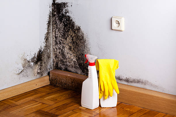 Best Mold Remediation Services  in Pauls Valley, OK