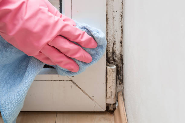 Best Commercial Mold Removal  in Pauls Valley, OK