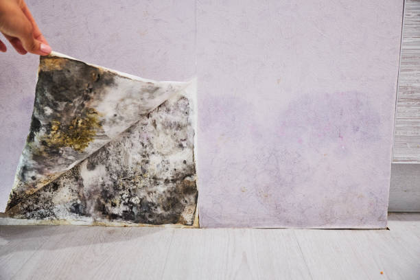 Best Certified Mold Removal  in Pauls Valley, OK